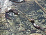 Click to see 205 Otter Play Time.JPG