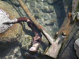 Click to see 206 Otter Feeding Time 2.JPG