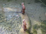 Click to see 208 Otter Feeding Time 4.JPG