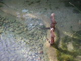 Click to see 209 Otter Feeding Time 5.JPG