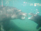 Click to see 211 Mom + Baby Playing.JPG