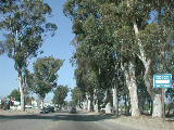 Click to see 233 Ramona Eucalytus.JPG