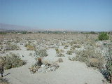 Click to see 244 Anza Borego Desert Park 2.JPG