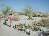 Click to see 245 Anza Borego Desert Park 3.JPG