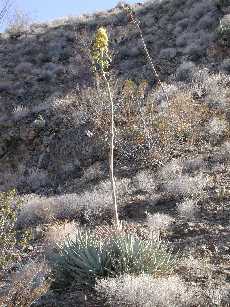 Click to see 252 Flowering Yucca.JPG