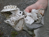 Click to see 18 Deer Skull.JPG