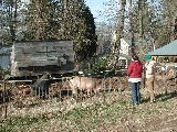Click to see 21 The Pigs.JPG