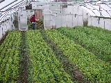 Click to see 30 Inside the Greenhouse.JPG