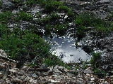 Click to see 52 A Puddle.JPG