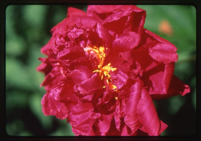 Click to see 13 Velvia 50F Sunny Red.jpg