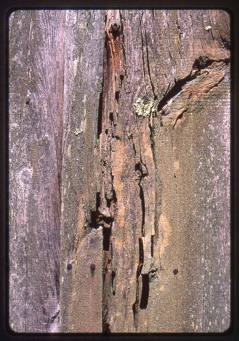 Click to see 14 Velvia 50F Sunny Wood.jpg