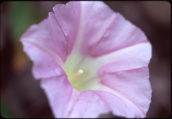 Click to see 19 Velvia 100 Shady Color 1.jpg