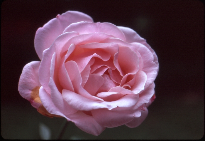 Click to see 20 Velvia 100 Shady Color 2.jpg