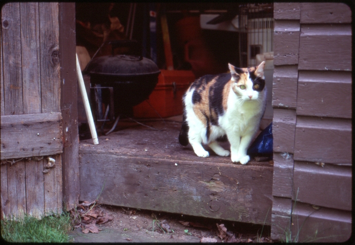 Click to see 21 Velvia 100 Shady.jpg