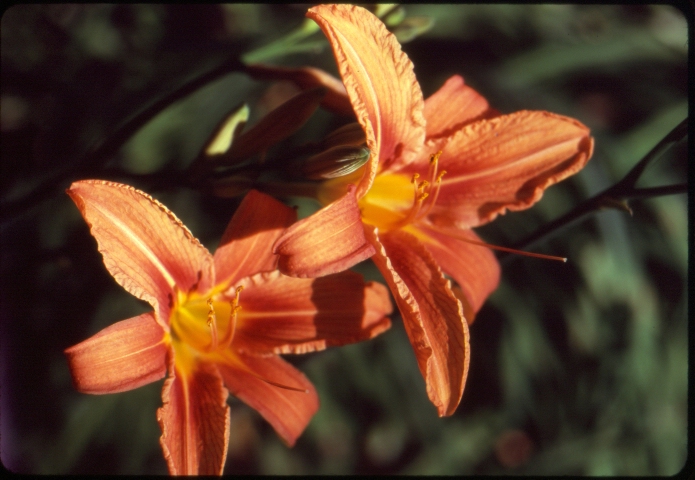 Click to see 22 Velvia 100 Sunny Color.jpg