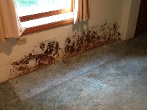 Click to see 10 Mold.jpg