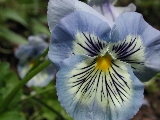 Click to see 08 Blue Flowers.JPG