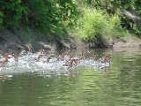 Click to see 14 Mergansers.JPG