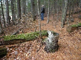 Click to see 27 Mossy Trees.jpg