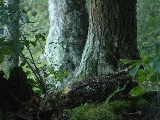 Click to see 19 Old Growth.jpg