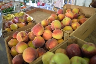 Click to see 20 Sunday Farm Stand.jpg