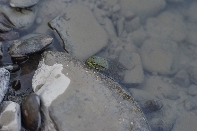 Click to see 24 Sunday Swim.jpg