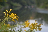 Click to see 26 Sunday Swim.jpg