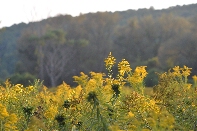 Click to see 27 Sunday Swim.jpg