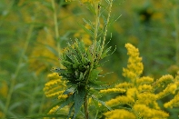 Click to see 28 Sunday Swim.jpg