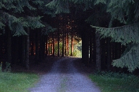 Click to see 29 Forest Sunset.jpg