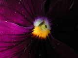 Click to see 16 Macro Pansy.JPG