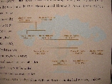 Click to see 17 The Family Tree.jpg