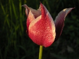 Click to see 12 Tulip.jpg