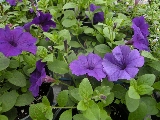 Click to see 26 Violet Glories 02.jpg