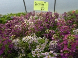 Click to see 33 Alyssum.jpg