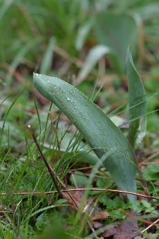 Click to see 04 Dew.jpg