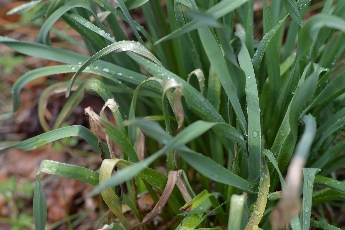 Click to see 05 Dew.jpg