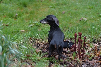 Click to see 06 Spring Smells.jpg