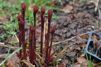 Click to see 07 Shoots.jpg