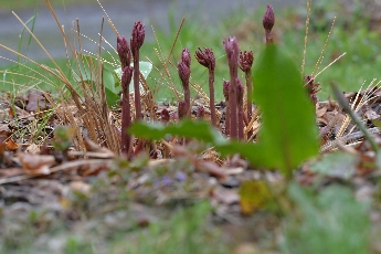 Click to see 08 Shoots.jpg