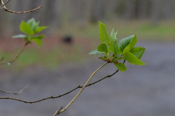 Click to see 12 Lilac Leaves.jpg