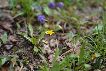 Click to see 13 Dandelion.jpg
