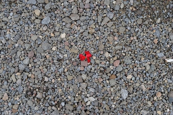 Click to see 15 Blossom on Gravel.jpg