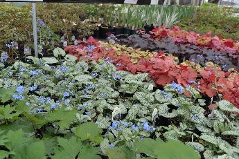 Click to see 16 Profusion.jpg