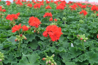 Click to see 18 Dummen Orange.jpg