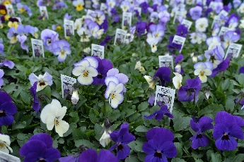 Click to see 19 Ocean Breeze.jpg