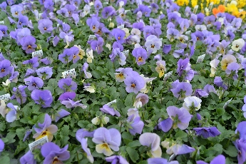 Click to see 21 Azure Dawn.jpg