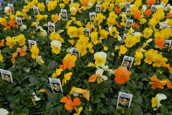 Click to see 22 Citrus Mix.jpg