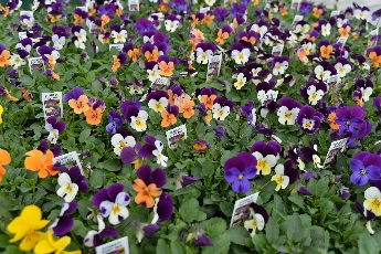 Click to see 23 Duet Mix.jpg