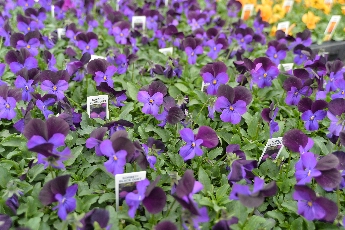 Click to see 24 Black Duet.jpg